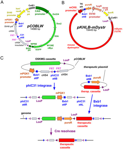 Recombinase-Mediated Reprogramming and Dystrophin Gene Addition in mdx Mouse Induced Pluripotent Stem Cells | Genetic Engineering Publications - GEG Tech top picks | Scoop.it