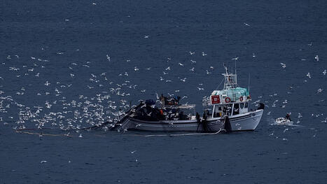 As GREECE battles illegal fishing, new digital platform aims to step up protection of marine life&nbsp; | CIHEAM Press Review | Scoop.it