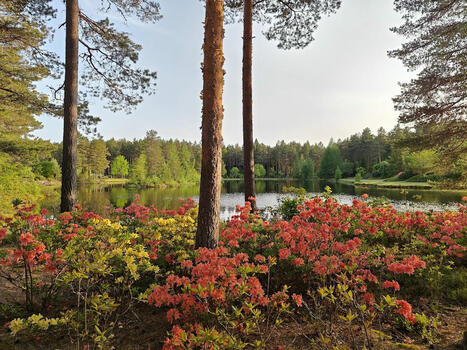 Mikä paratiisi! Ilolan Arboretum Salossa on suuri, värikäs ja tuoksuva puisto, joka kukkii juuri nyt – | 1Uutiset - Lukemisen tähden | Scoop.it