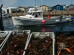 Meet maritime lobstermen online - Nova Scotia - CBC News | Backyard Barbecues, Cookouts, tailgating ideas | Scoop.it
