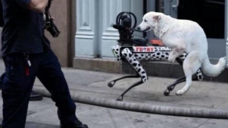 La foto viral de un perro follándose a un perro robot es lamentablemente falsa | Mi Cajón de Ideas | Scoop.it