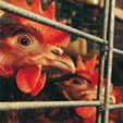 Abattage, corrida, cirque, fourrure, quel programme pour les animaux pour l'élection présidentielle 2012 ? | La Gazette des abattoirs | Scoop.it