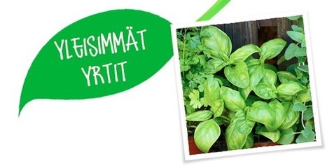 Vihannes.net > Yrtit > Yleisimm&auml;t yrtit | 1Uutiset - Lukemisen t&auml;hden | Scoop.it