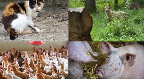Le rapport Homme-Animal : cinq scénarios à l’horizon 2030 - Analyse n° 95 | Alim'agri | Elevage et société | Scoop.it