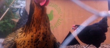 À la Bastide-Niel, une ferme urbaine peut en cacher une autre | Reconversion de friches | Scoop.it
