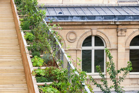 La surtoiture qui crée un pic de fraîcheur sur le zinc parisien | ESPACES VEGETALISES URBAINS | Scoop.it
