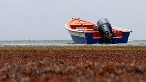 Algues sargasses : le d&eacute;put&eacute; de la Martinique Bruno-Nestor Az&eacute;rot demande l'&eacute;tat de catastrophe naturelle - outre-mer 1&egrave;re | Biodiversit&eacute; | Scoop.it