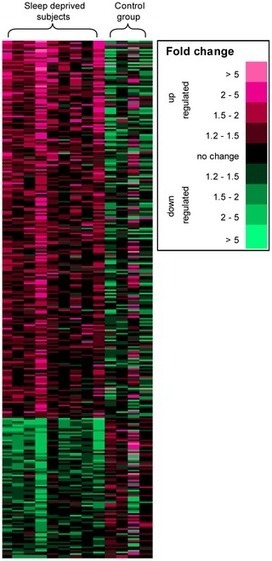 Partial Sleep Restriction Activates Immune Response-Related Gene Expression Pathways: Experimental and Epidemiological Studies in Humans | Immunology for University Students | Scoop.it