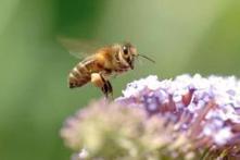 Mortalité estivale des abeilles : la France est le pays le plus touché en Europe | Toxique, soyons vigilant ! | Scoop.it