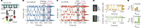 Spontaneous switching in a protein signalling array reveals near-critical cooperativity | Nphy | RMH | Scoop.it
