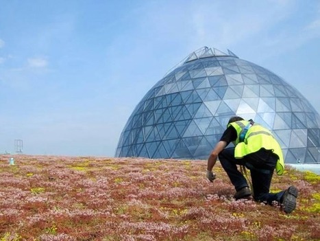 The Origins of Green Roofs | Architecture, Design & Innovation | Scoop.it
