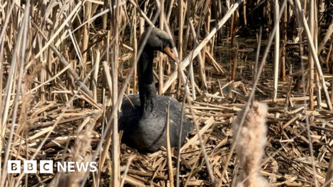 Rescue effort for oil‑covered swans at Cleethorpes Country Park / le 26.03.2026 | Pollution accidentelle des eaux (+ d&eacute;chets plastiques) | Scoop.it