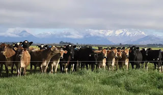 Nouvelle-Zélande : la production de lait au plus bas historique | Lait de Normandie... et d'ailleurs | Scoop.it