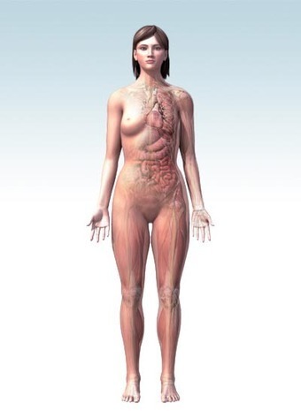 Human Body Maps | 3D Models of the Human Anatomy | Healthline | Educación Física. Compartiendo en la Red | Scoop.it