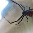 Arañas venenosas: tarántula, viuda negra, atrax, sicarius | Bichos en Clase | Scoop.it