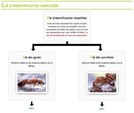 Fourmis : Clé d'identification simplifiée | Insect Archive | Scoop.it