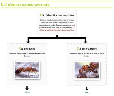 Fourmis : Clé d'identification simplifi