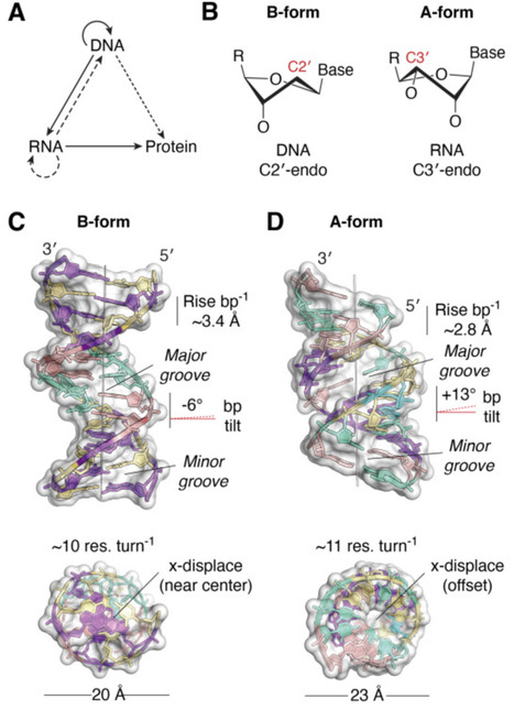 Recurring RNA motifs: from A-minor to ribose zipper | jbc | RMH | Scoop.it