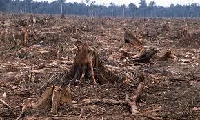 VIDEO: USA FORESTS BEING POISONED AND SUPPRESSED FOR A $13 BILLION GMO TREE ANNUAL BUSINESS - CLEAR CUTTING | BIODIVERSITY IS LIFE  – | Scoop.it
