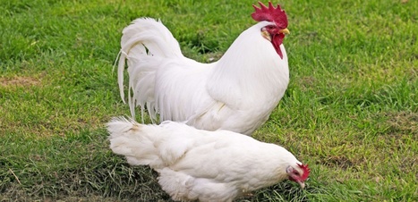 Mitogenomic analysis of a 50-generation chicken pedigree reveals a rapid rate of mitochondrial evolution and evidence for paternal mtDNA inheritance | Genetics - GEG Tech top picks | Scoop.it