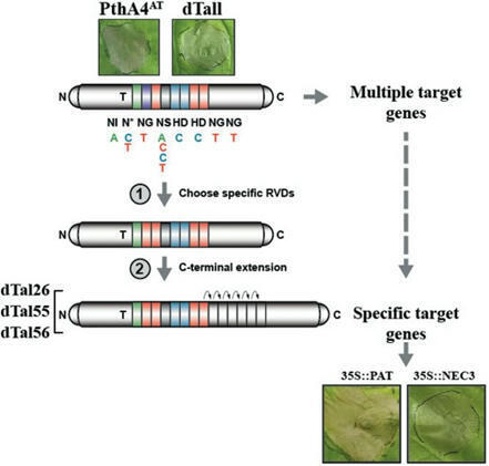 Designer TALEs enable discovery of cell death-inducer genes - Plant Physiol. | TAL effector science | Scoop.it