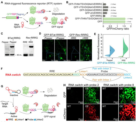 RNA-triggered fluorescence controlled by RNA sw...