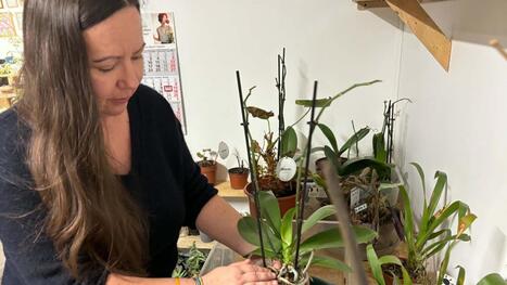 Bloom V&eacute;g&eacute;tal &agrave; Nieppe&nbsp;: plus de 5 000 plantes sauv&eacute;es et un prix pour la "start-up" | revue de presse | Scoop.it