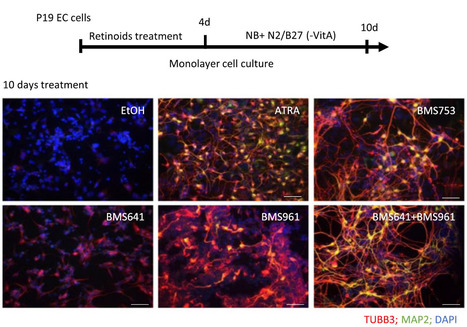 La combinaison de deux ligands synthétiques ciblant les récepteurs RAR-β et RAR-γ induit la spécialisation cellulaire lors de la différentiation neuronale | Life Sciences Université Paris-Saclay | Scoop.it