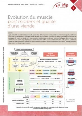 Nouveau : la synthèse "Evolution du muscle post mortem et qualité d'une viande" du Mémento viandes et charcuteries de l'IFIP est parue | IFIP Institut du porc Recherche et Expertise pour la filière... | La Gazette des abattoirs | Scoop.it