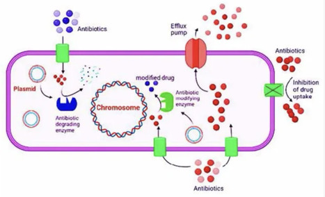 Genes and physiological strategies in bacterial antibiotic resistance | frn | RMH | Scoop.it