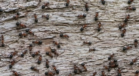Les fourmis cherchent la nourriture aussi efficacement qu&rsquo;un algorithme de Google | EntomoScience | Scoop.it