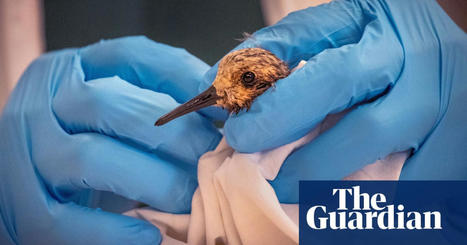 &lsquo;It is there pretty much forever&rsquo;: Huntington Beach oil spill may permanently affect birds | The Guardian | Operation Deimos | Scoop.it