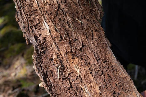 Les scolytes, insectes destructeurs des épicéas, gagnent du terrain dans la Nièvre | Les Colocs du jardin | Scoop.it