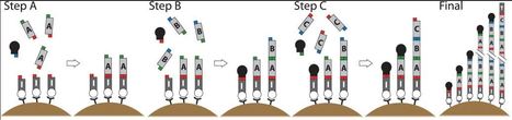 Iterative capped assembly: rapid and scalable synthesis of repeat-module DNA such as TAL effectors from individual monomers | TAL effector science | Scoop.it