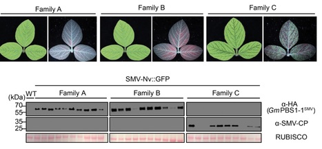bioRxiv: Optimizing the PBS1 Decoy System to Confer Resistance to Potyvirus Infection in Arabidopsis and Soybean (2020) | Plants and Microbes | Scoop.it