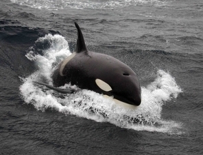 Bombe à retardement pour la santé des orques | Biodiversité - @ZEHUB on Twitter | Scoop.it