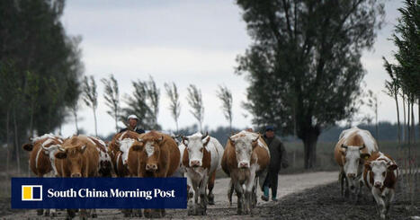 CHINA : cutting the need for feed seed as food security campaign ramps up | Revue de presse - Club DEMETER | Scoop.it