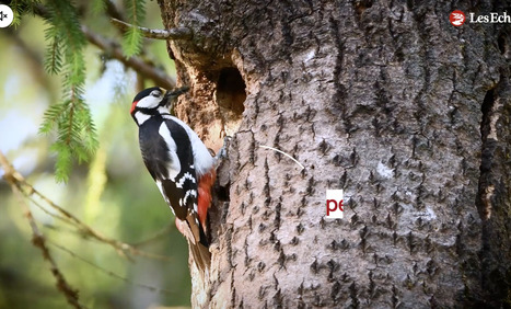 VIDEO - Le business m&eacute;connu des FORETS priv&eacute;es | CIHEAM Press Review | Scoop.it