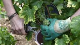 O&ugrave; va l'Europe du vin ? | EUROPES | Scoop.it