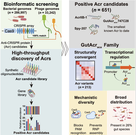 Discovery of human gut phage-encoded anti-CRISPR proteins unveils diverse mechanisms for phages to evade type II CRISPR immunity | chm | RMH | Scoop.it