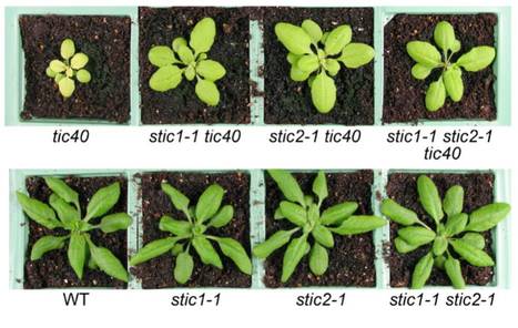 New Suppressors of the Chloroplast Protein Import Mutant tic40 Reveal a Genetic Link between Protein Import and Thylakoid Biogenesis | The Plant Cell | Scoop.it