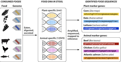From stool to sequence: decoding the human diet with FoodSeq | mSys | RMH | Scoop.it