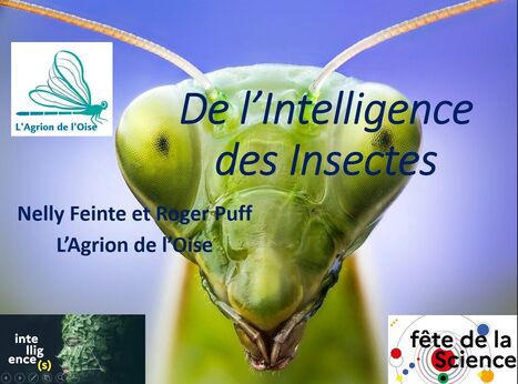 L'Intelligence des Insectes pour la Fête la Science à Compiègne et à Senlis | Variétés entomologiques | Scoop.it