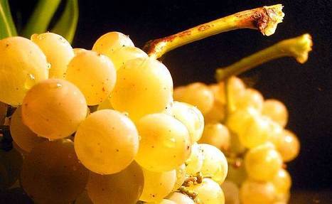 Point-of-need Pathogen Detection in Grapes | iBB | Scoop.it