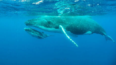 Deuil chez les baleines &agrave; bosse: une femelle pleure son baleineau mort-n&eacute; | Revue de presse C&eacute;tac&eacute;s | Scoop.it