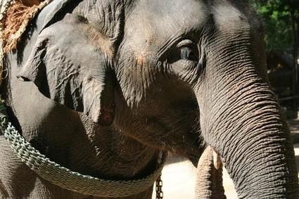 Why our travel company decided to stop elephant rides | Customer service in tourism | Scoop.it
