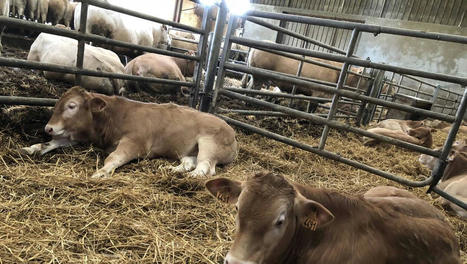 Viande bovine : des circuits commerciaux chamboulés par le Covid | Actualité Bétail | Scoop.it