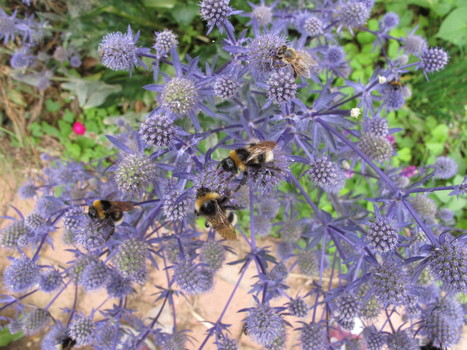 Rencontres Abeille et pollinisateurs le 05/11/13 | Variétés entomologiques | Scoop.it