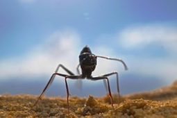 La mémoire des fourmis du désert | EntomoNews | Scoop.it