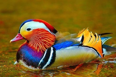 The Power Of Color:40 Superbly Colorful Bird Photos | Everything Photographic | Scoop.it